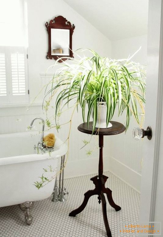 Decoración de baño con plantas de interior
