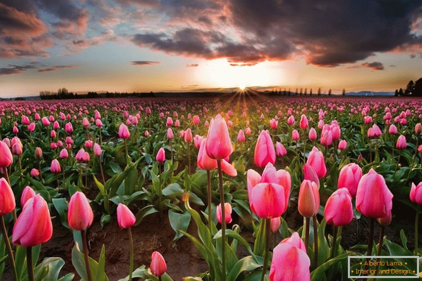 Campos de flores de primavera en Holanda