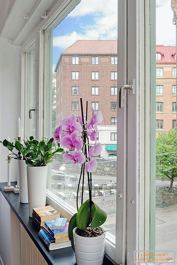 Flores en el alféizar de la ventana