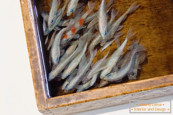 Imágenes inusuales de peces del artista Riusuke Fakeori