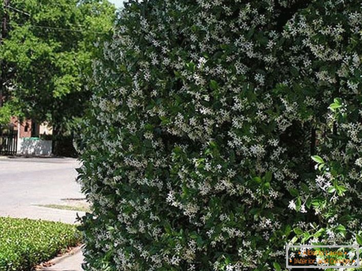 Fragante jazmín en las regiones del sur de Rusia florece de abril a septiembre, la colección de flores comienza en julio antes del comienzo del otoño. 