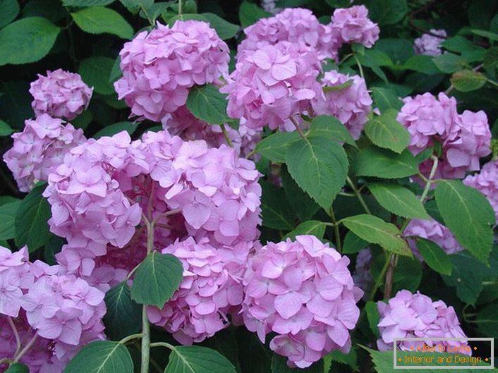 Las flores de color púrpura pálido de la hortensia son de hojas grandes que decoran cualquier jardín.