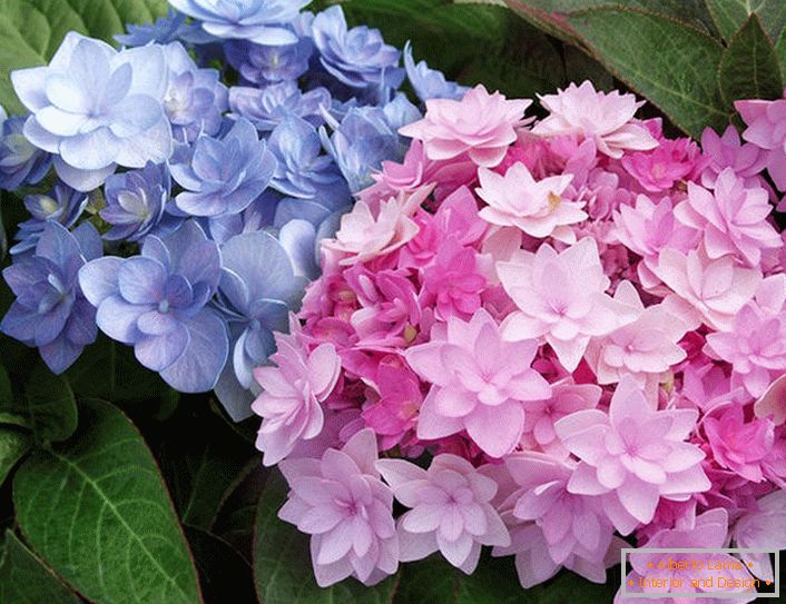 Flores semi-dobles de Hydrangea Blushing Bride Endless Summer.