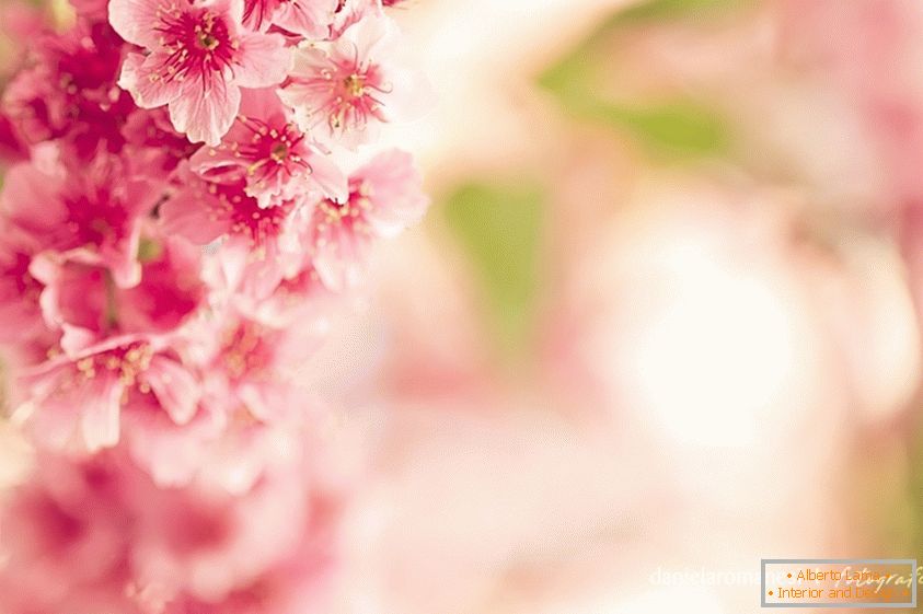 Foto colorida de flores rosadas