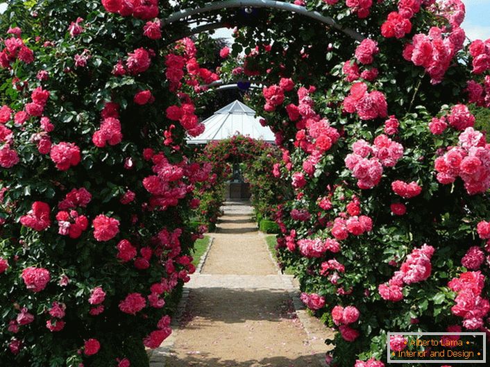 Arco de arbustos rizados de rosas
