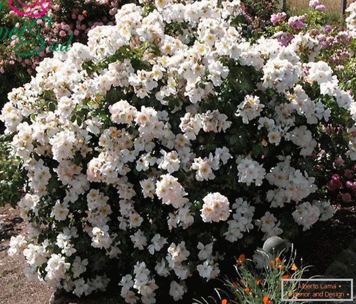 Un arbusto fragante de una rosa blanca es una especie de Sally Holmes.