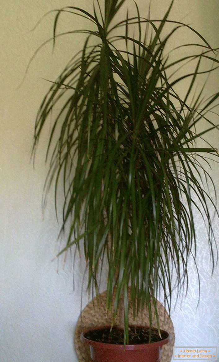 Dracaena alta