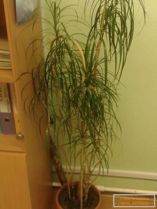 Dracaena alta окаймленная 