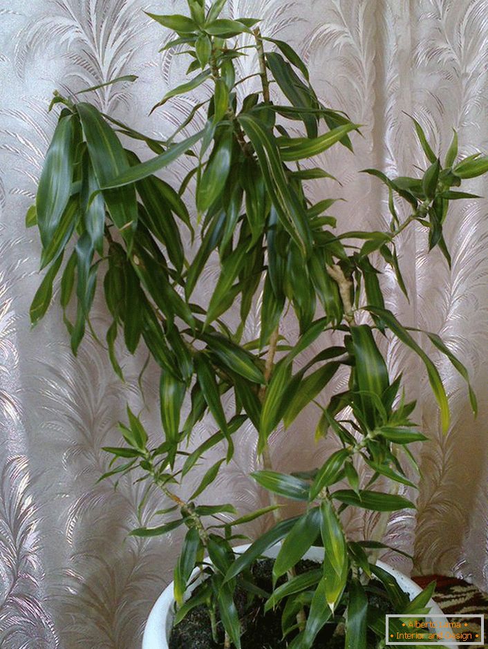 Dracaena con flecos