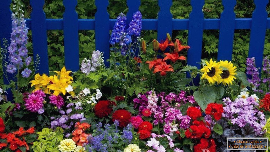 Cama de flores brillantes en la cerca