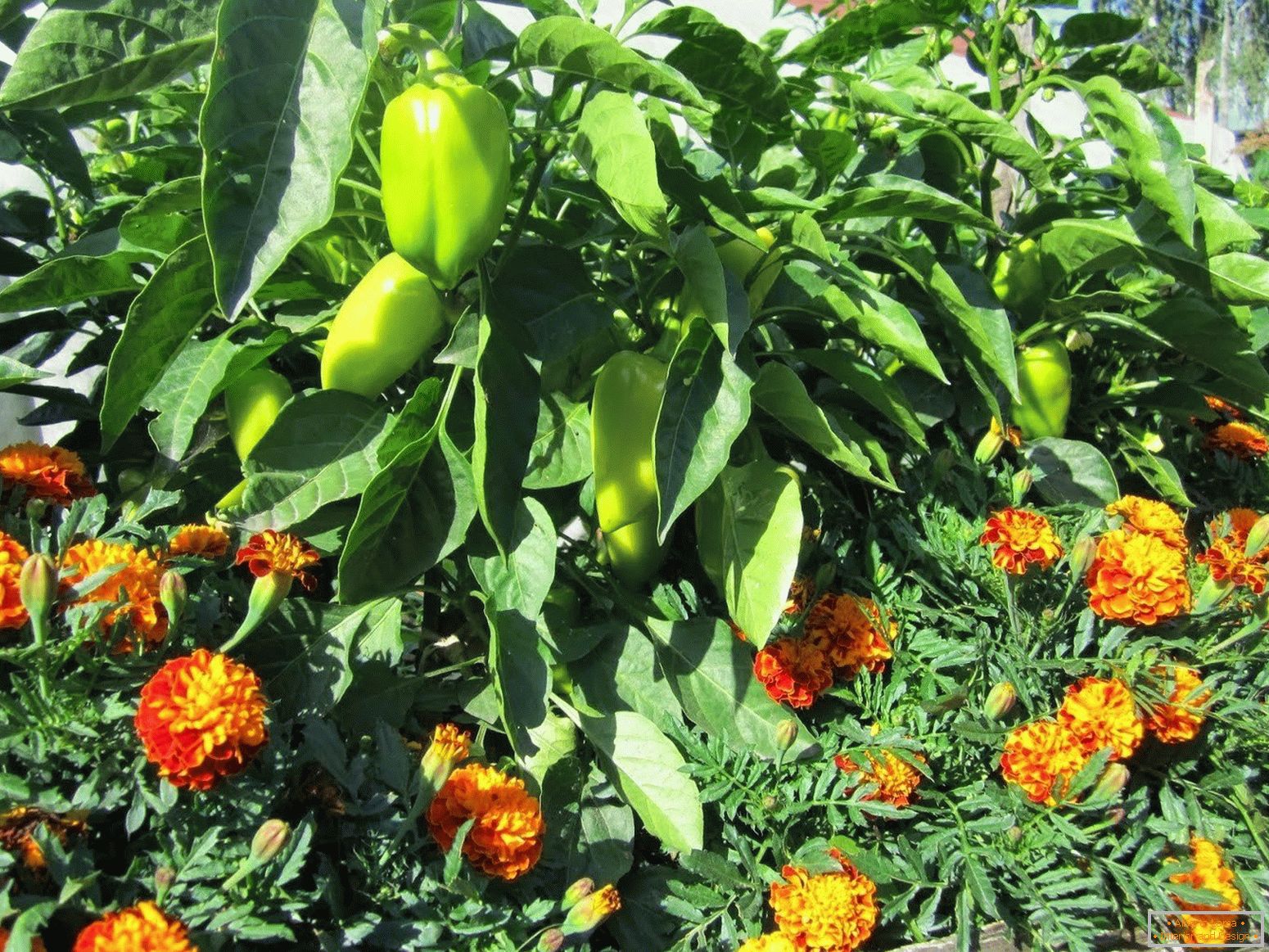 Flores en un jardín con pimienta