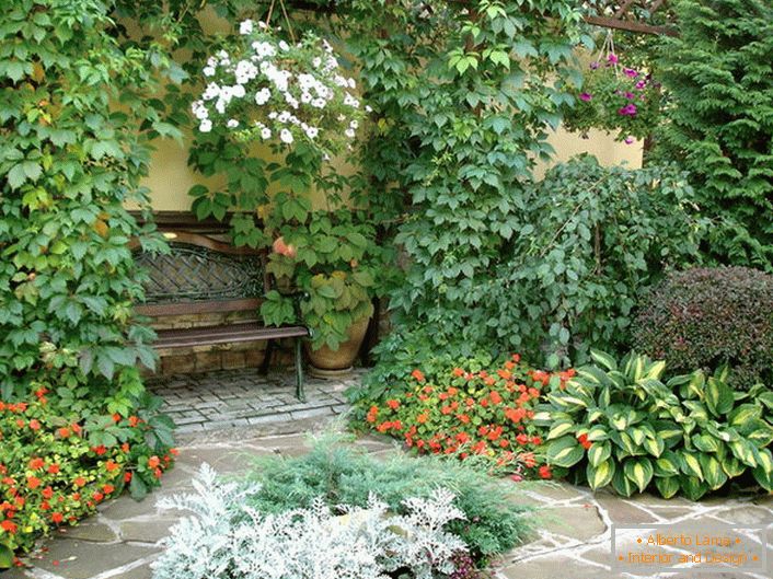 La diversidad del mundo vegetal en el patio indica la presencia de un estilo mediterráneo. Las plantas con flores, las uvas silvestres rizadas hacen que la atmósfera sea romántica.
