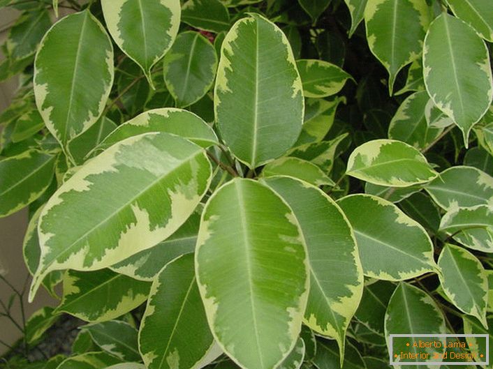 Tree ficus se puede encontrar en apartamentos, oficinas, jardines de invierno. Existe la creencia de que el ficus posee