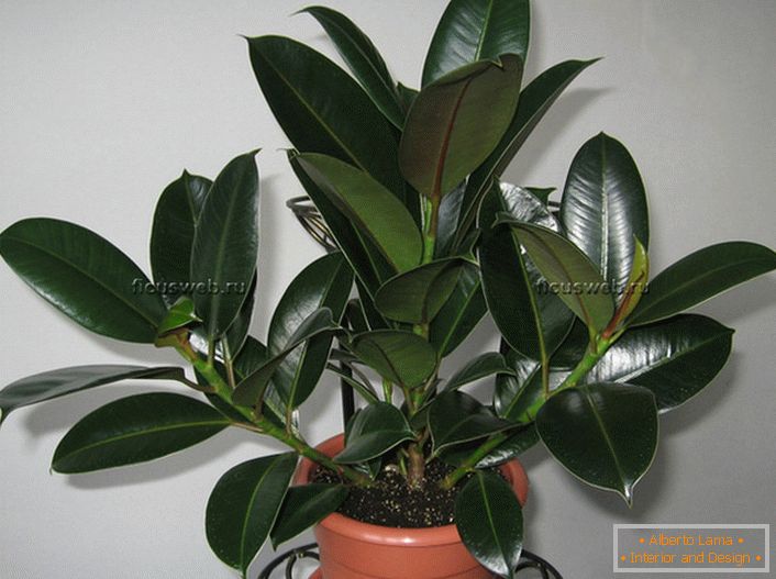 Ficus perfectamente arreglado Elasnica Melany.