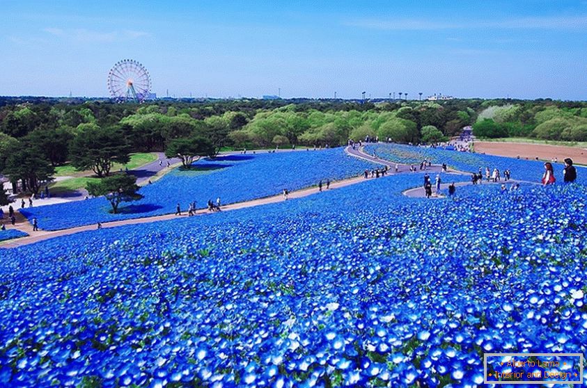 Un fascinante campo de flores en el parque japonés