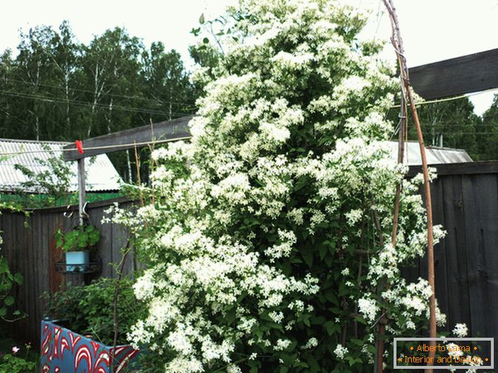 Una picea esponjosa decorada con cogollos blancos como la nieve: esto puede ser un detalle en las hábiles manos de un paciente jardinero.