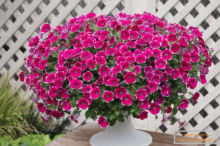 La petunia de Ampelian se ve genial en hermosas macetas y macetas en balcones, terrazas, glorietas en parcelas familiares. 