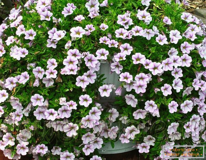 Petunia ampel con un arbusto compacto del grupo Carillons White.