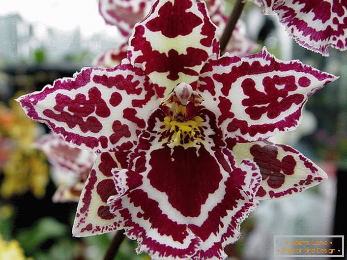 Orquídea ornamental