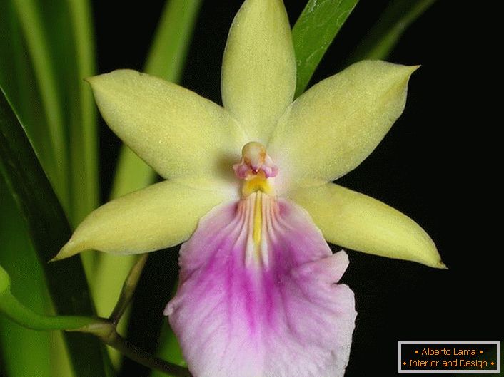 Primer plano de orquídea