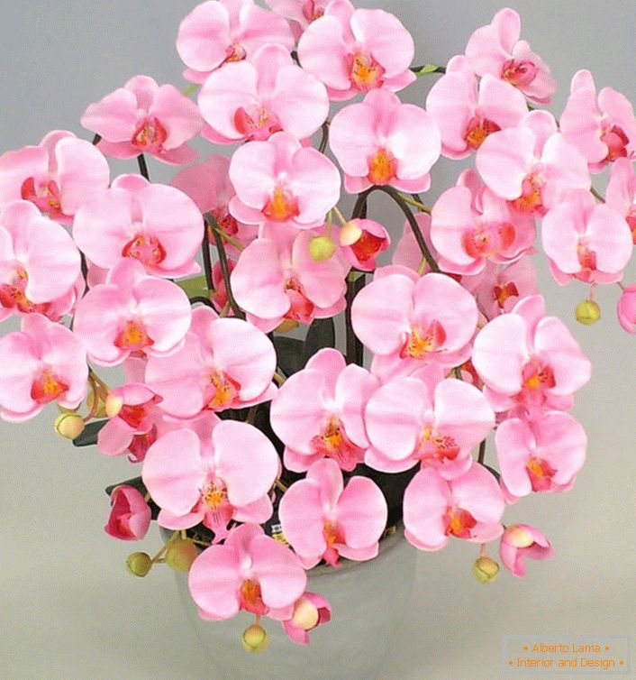 Orquídea rosa
