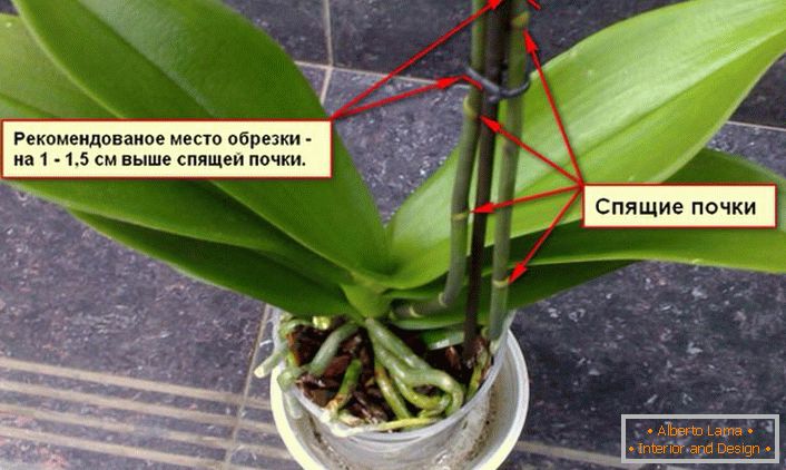 Recomendaciones para recortar un arbusto de orquídeas.