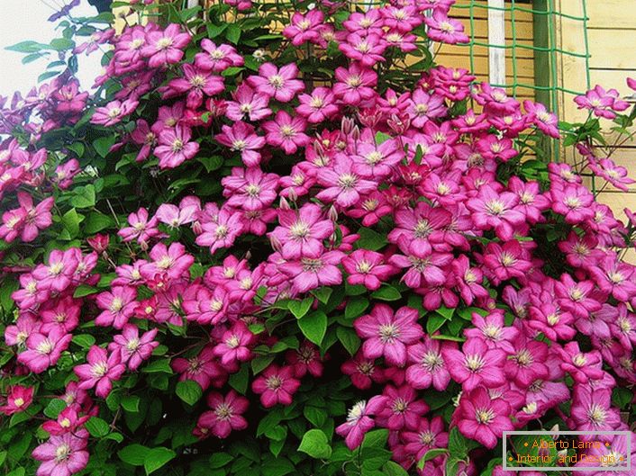 El color rosa brillante Clematis decora la esquina de la villa. Flor favorita de los residentes modernos de verano. 