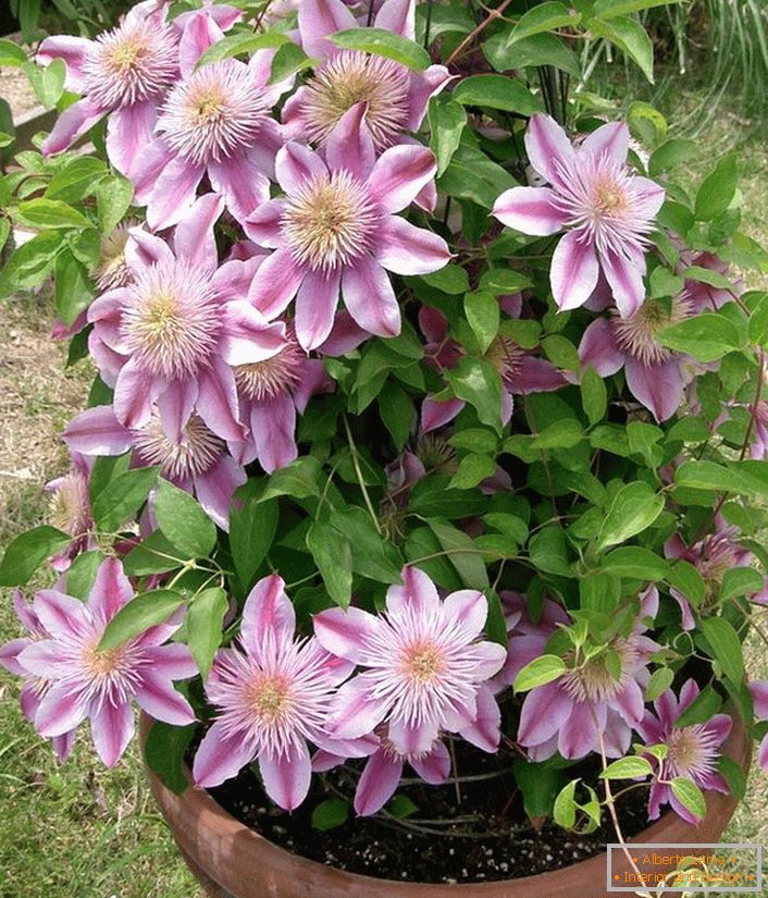 Clematis clasifica a Nelly Moser.