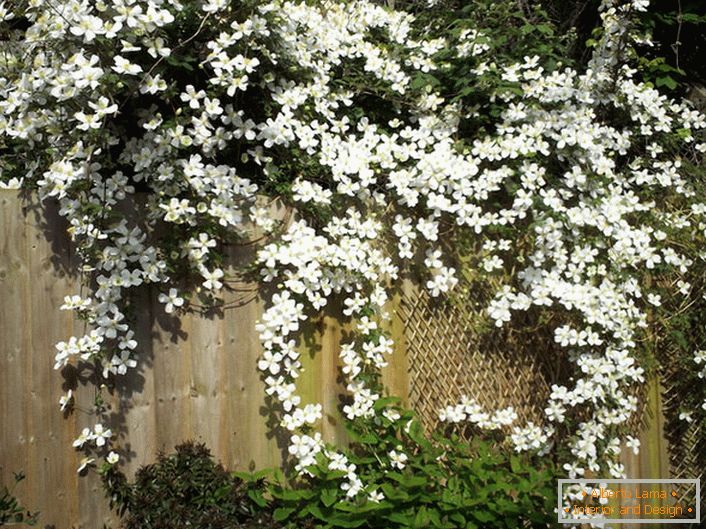 Las flores Clematis son blancas en la cerca del jardín.
