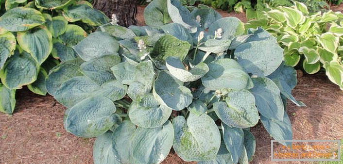 Los arbustos de matorral bajo, similar a la tortuga antigua de un gigante, complacerán a los jardineros con 100 tonos de verde: desde verde suavemente a esmeralda marroquí.