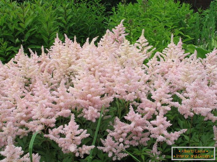 Muchas de las variedades de Astilba serán un adorno de un sombreado jardín de flores en el área del jardín y cerca del embalse.