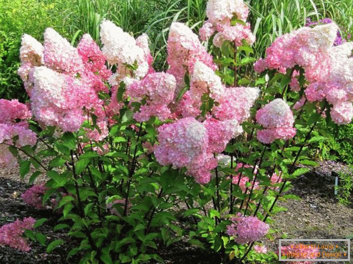 Los residentes de verano aprecian la hortensia para una exuberante floración con grandes cogollos.