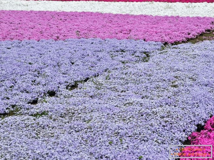 Una variante popular de registro de una trama personal son las alfombras de phlox. Al mismo tiempo, para la composición de la composición se pueden utilizar inflorescencias de diferentes colores.