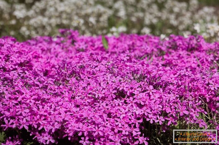 Floración casa phlox