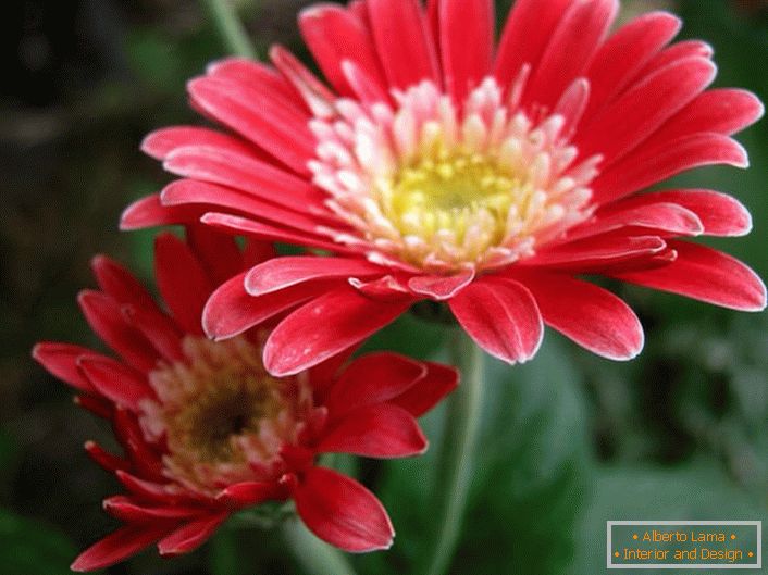 Gerbera Garvinea