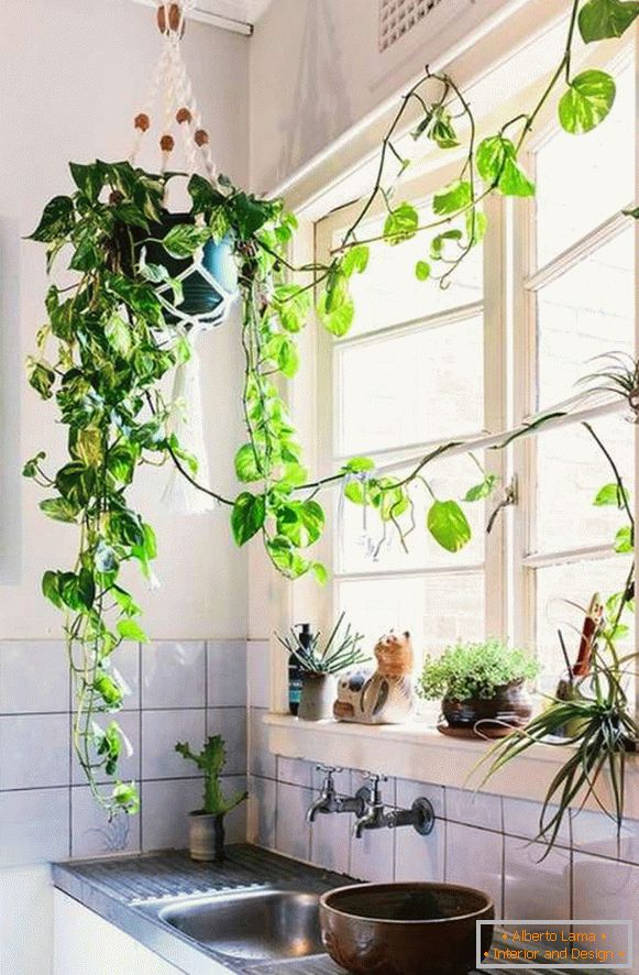 plantas en el interior de la cocina, foto 38