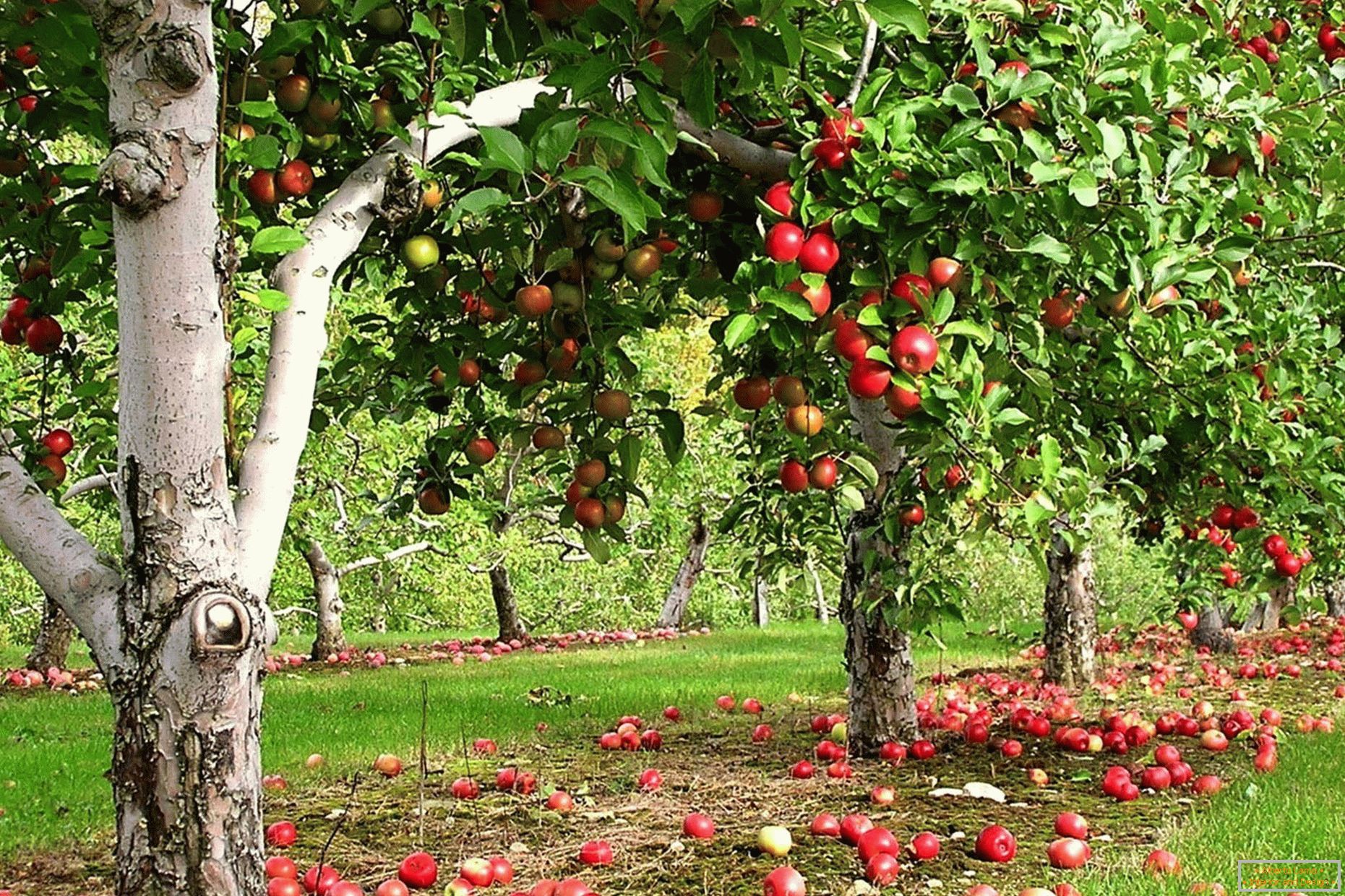 Jardín de manzana