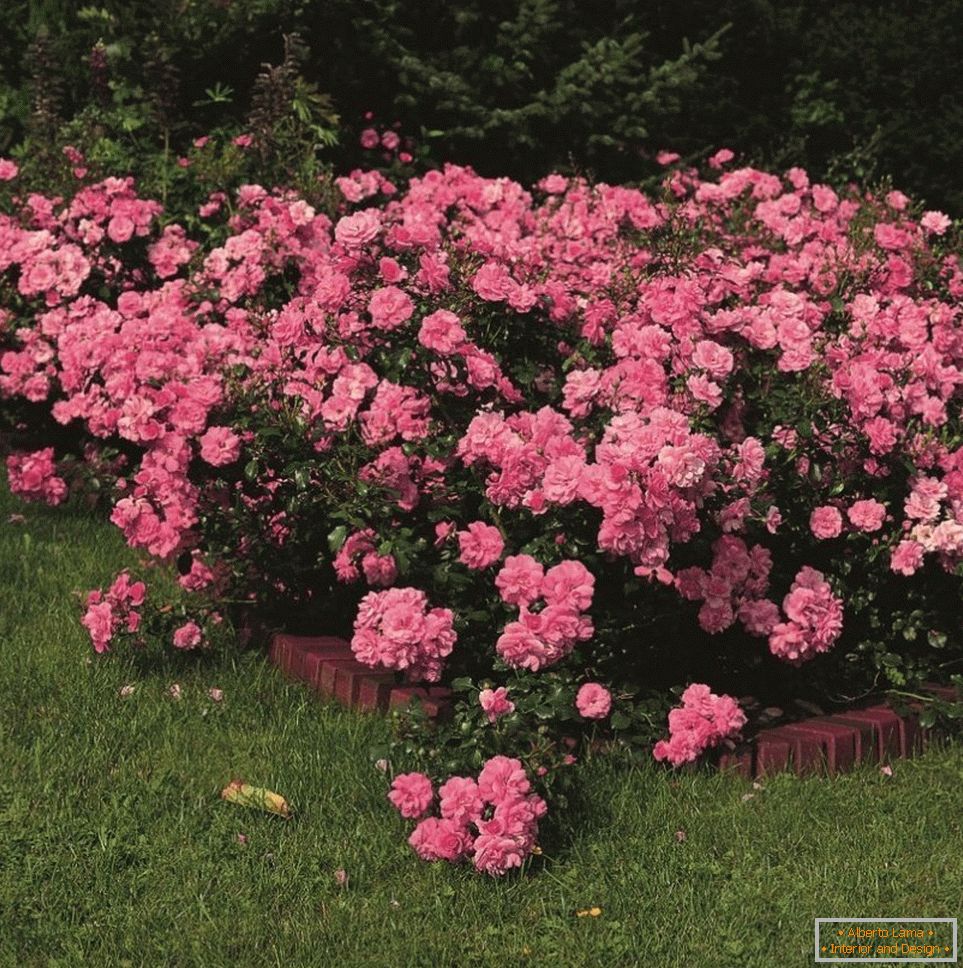 Cubierta de tierra de rosas