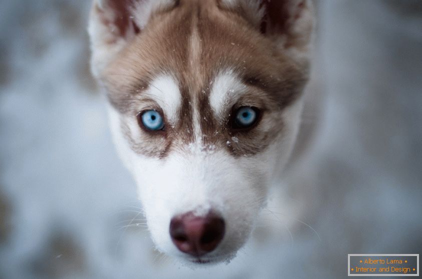 Lindo, cachorro de ojos azules