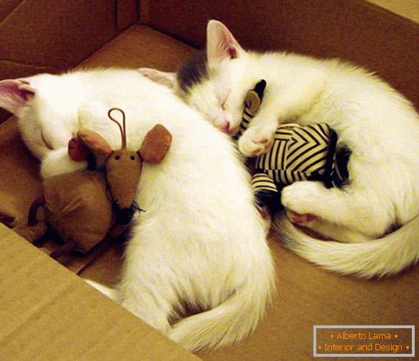 Dos gatitos durmientes en un abrazo con juguetes