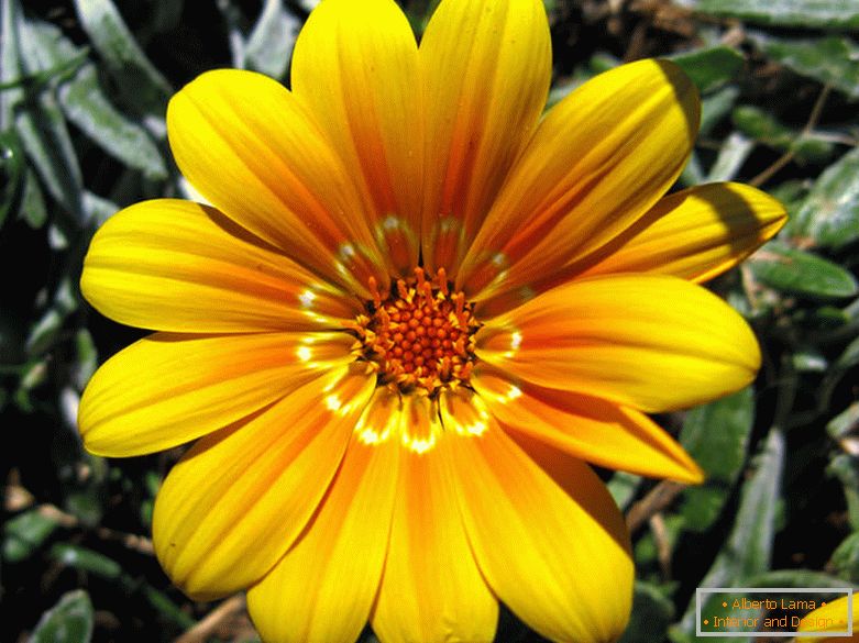 Delicada flor amarilla