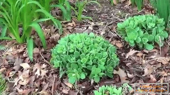 Para limpiar la parcela del jardín se veía verde brillante, se debe plantar en el lado soleado.