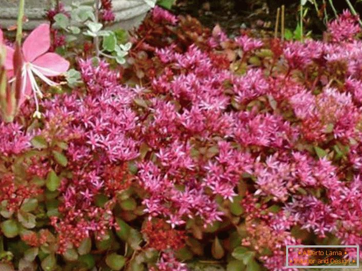 En el área del jardín, los jardineros usan arbustos densos y de menor tamaño de jardinería púrpura como un seto bajo natural para diferenciar las áreas del sitio.