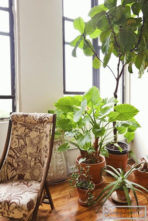 Interior растения за креслом