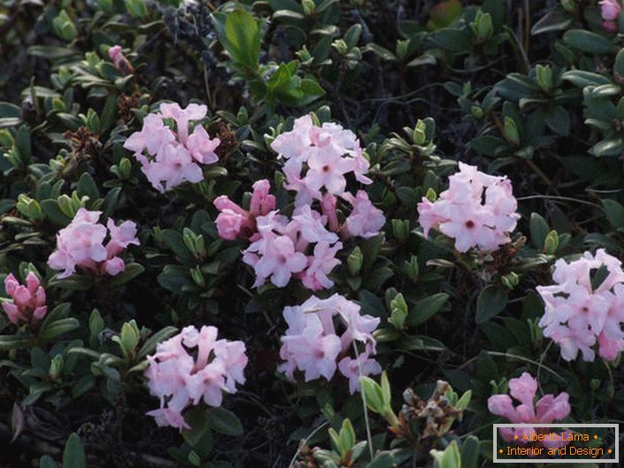 Rododendro floreciente