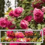 Arbusto floreciente especie de rosas arbustivas