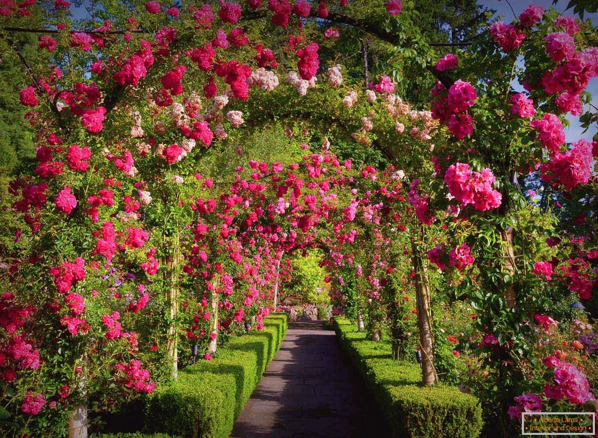 Rosas en jardinería vertical