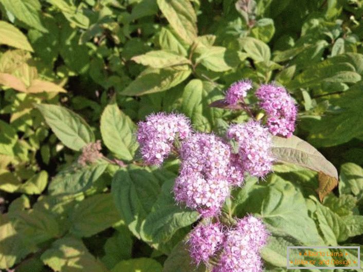 Brotes lilas de spiraea