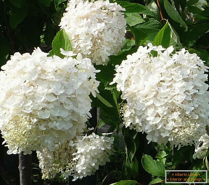 Flores de Hortensia blancas como la nieve