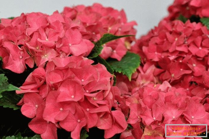 Hortensias flores de color rosa brillante